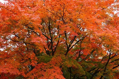 気になる紅葉の時期は? 例年11月上旬から11月下旬がベストシーズンになります。