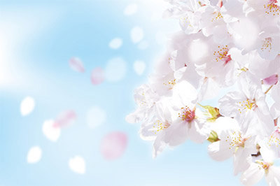 桜の開花から満開までの咲き方 見頃が続く期間は? 桜の見頃はどれくらい続くのか、というのも気になりますよね。