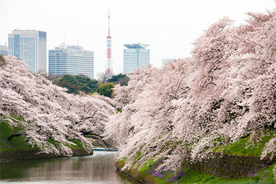 3月の見頃時期を過ぎても東京では桜を見れる