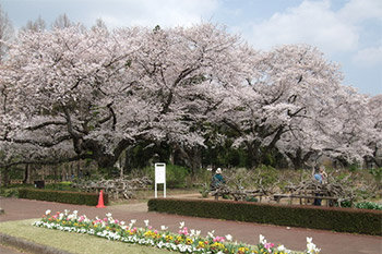 神代植物公園